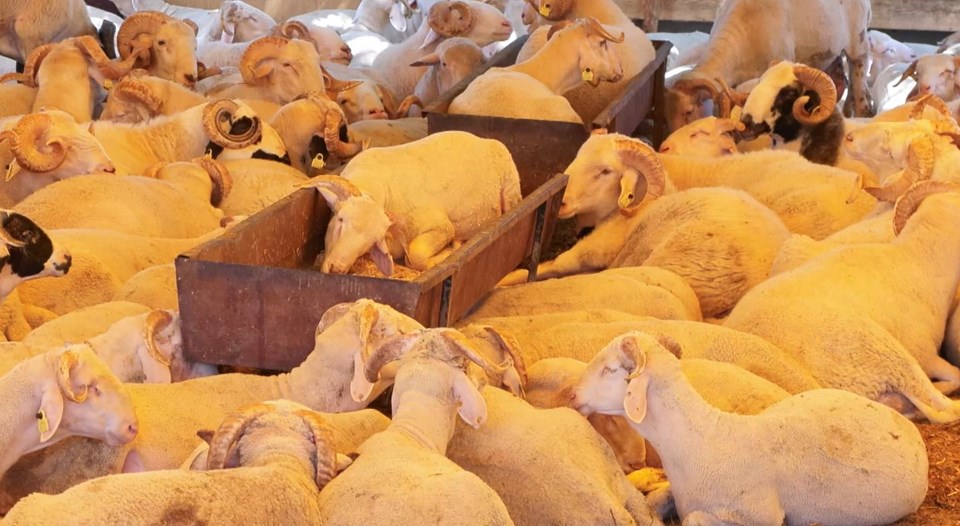 Kurban pazarlarında hareketlilik - 1