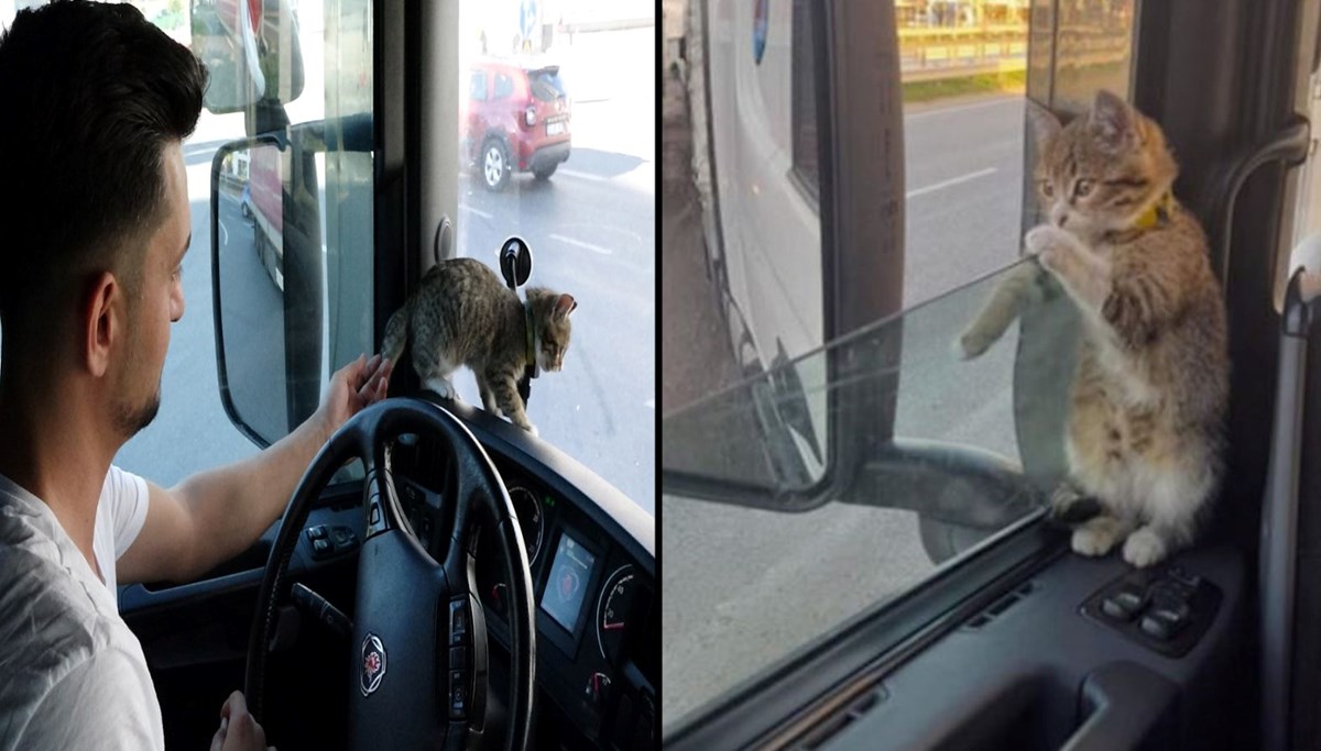 Yaralı bulduğu kedi TIR şoförünün yol arkadaşı oldu
