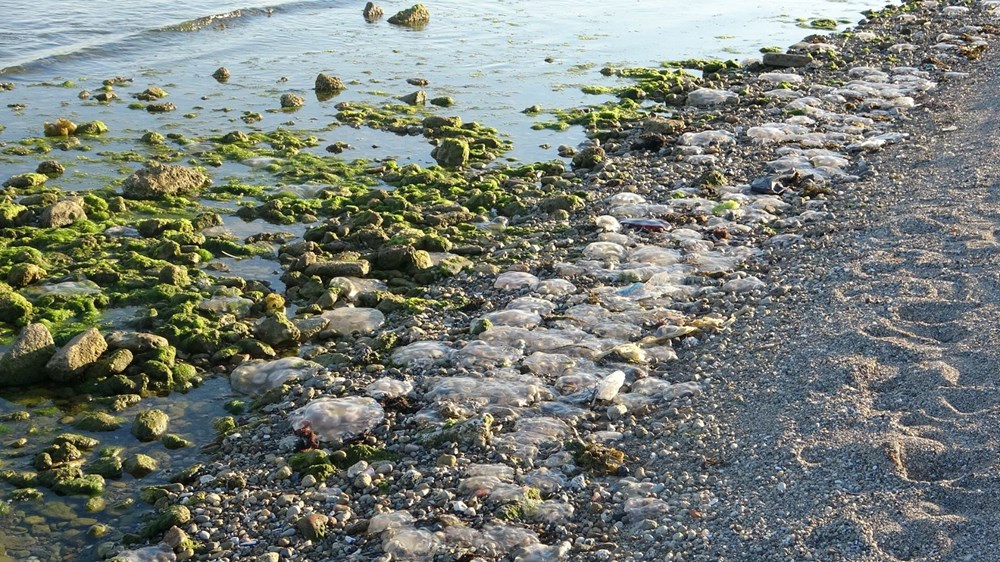 Çanakkale Boğazı'nda zehirli denizanaları görüldü, uzmanı uyardı - 10