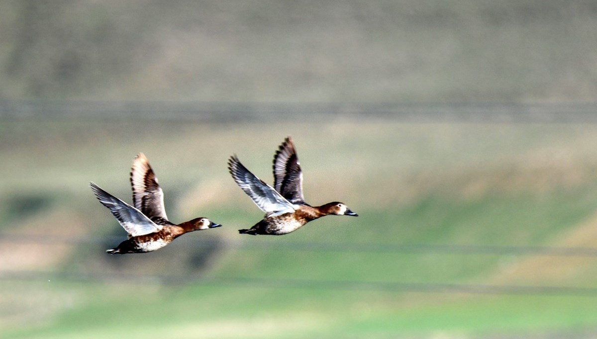 Munzur ve Keşiş Dağları arasında gizli cennet! 300'e yakın kuş türüne ev sahipliği yapıyor