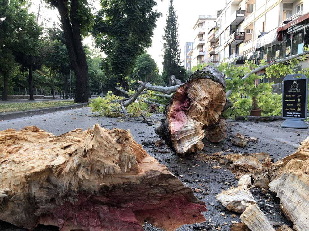 200 yıllık çınar ağacı yola devrildi - 2