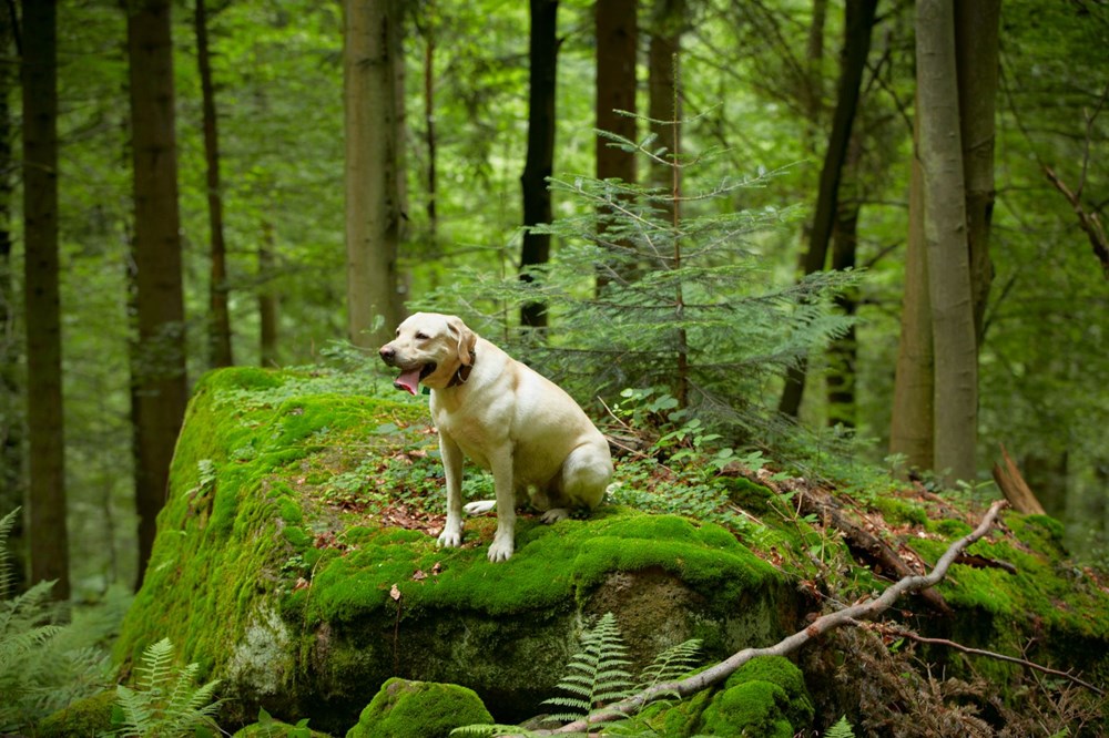 Evcil köpekler ilk kez 16 bin yıl önce Almanya’daki bir mağarada ortaya