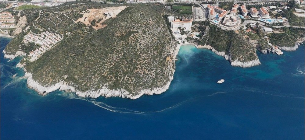 Nadir Akdeniz Foku, Kuşadası Kıyılarında Görüntülendi: Tükenmekte Olan Tür Yeniden Canlanıyor Mu? 75 3wzME wCW0C0A1vTmz0KtQ