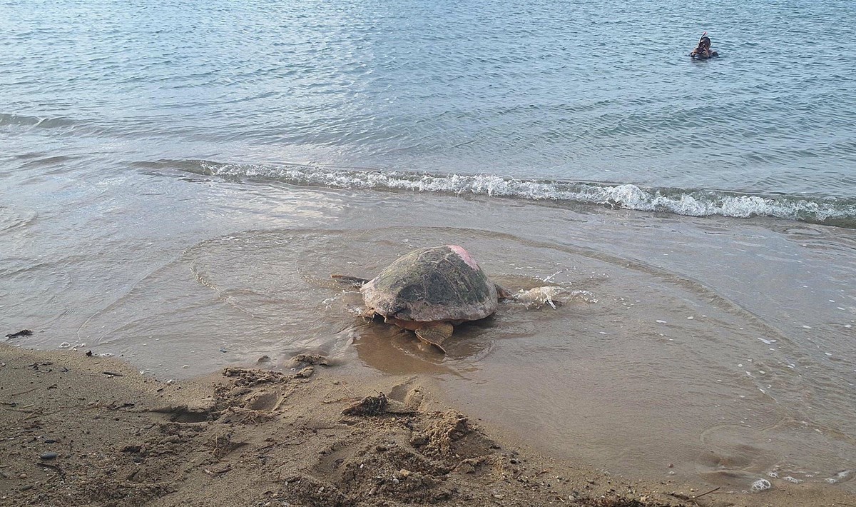 Caretta caretta Güzel İzmir Caretta caretta Güzel İzmir