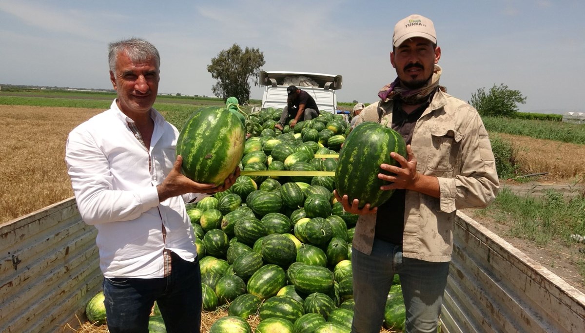 Tarlada kilosu 20 TL'den başlıyor Tarlada kilosu 20 TL'den başlıyor