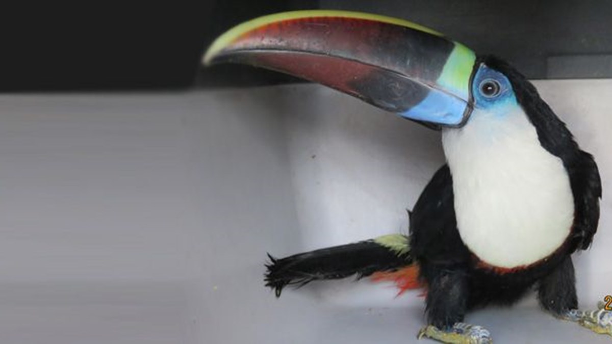 Erzincan Da Tukan Kusu Ele Gecirildi Son Dakika Turkiye Haberleri Ntv Haber