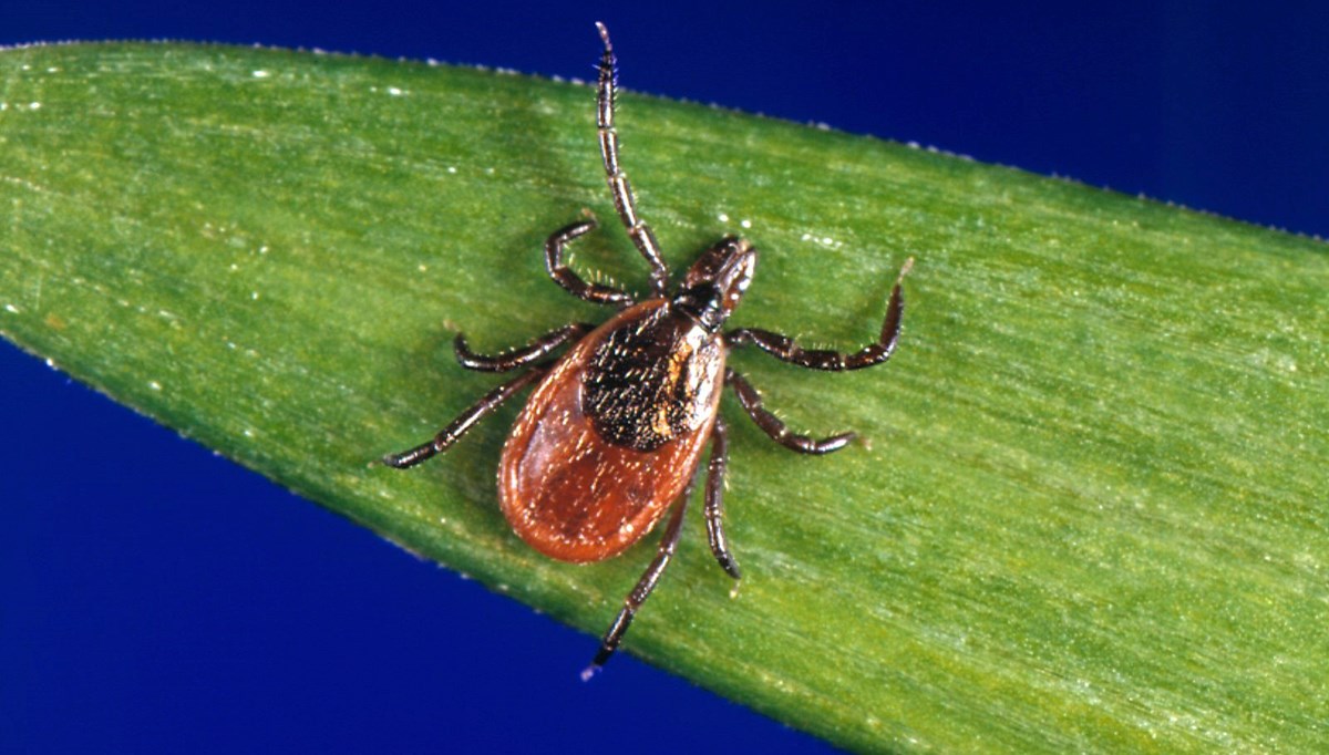 Yunanistan'da kenenin ısırdığı kişi öldü