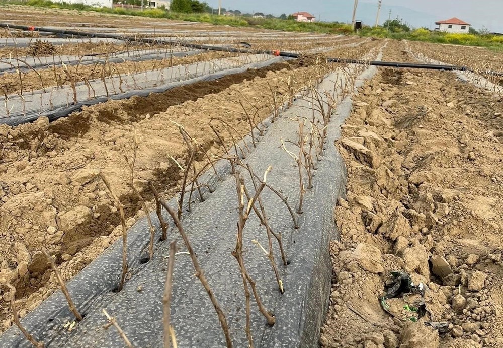 42Idx1Mc E2dD0IS3eoN8Q