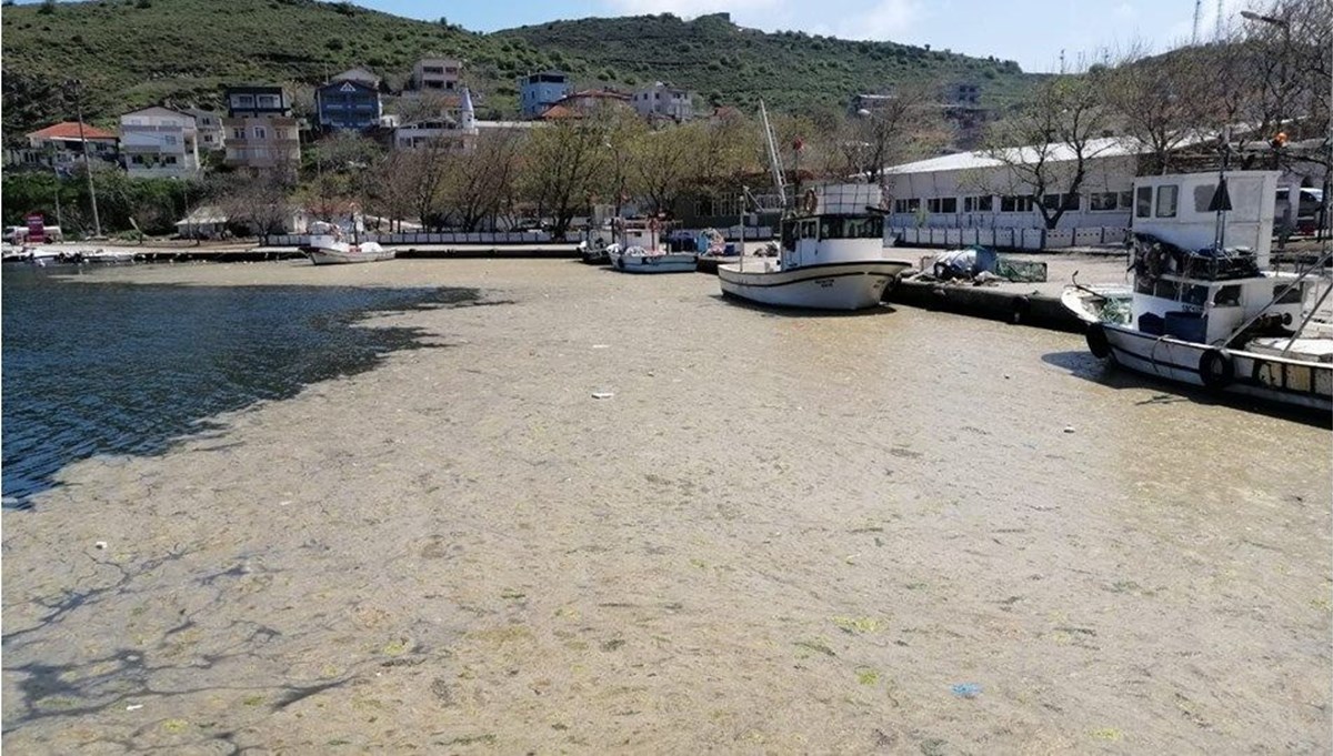 Deniz salyası için ortak eylem planı yolda