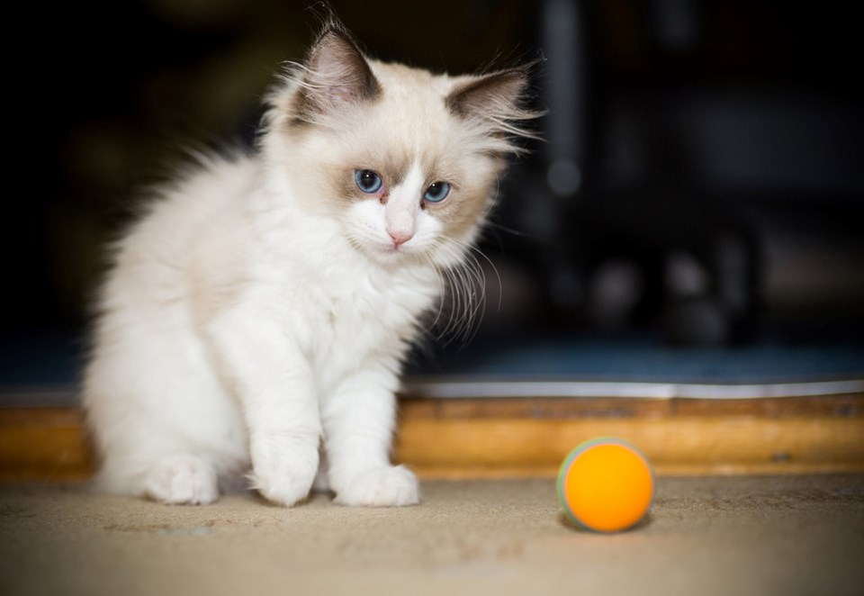 İlk kez kayda geçti: Bir kedi Covid-19 nedeniyle öldü - 1