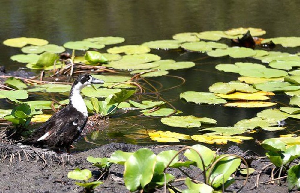 Dünyada ikinci, Türkiye'de ise tek parça halindeki en büyük longoz: Sakarya Acarlar Longozu - 11