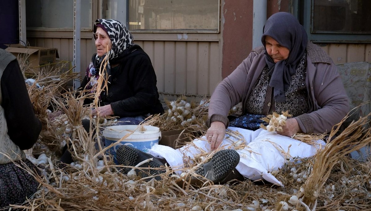 Sarımsak sıvama işlemi başladı