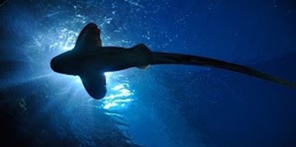 Yeni Zelanda'da ışık saçan dev köpek balığı keşfedildi - 1