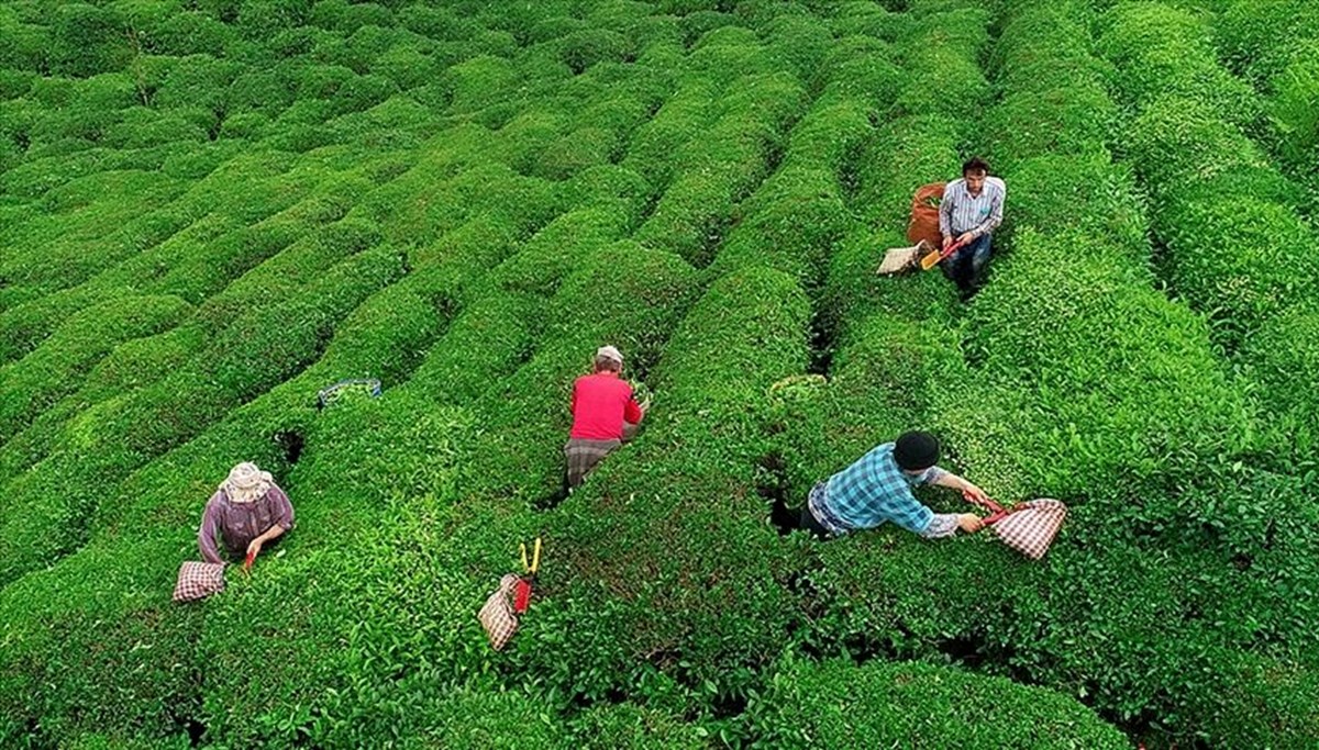 Yaş çay fiyatı belli oldu