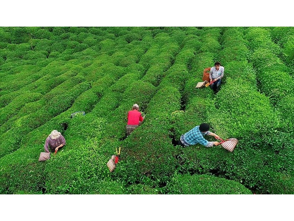 Yaş çay fiyatı belli oldu