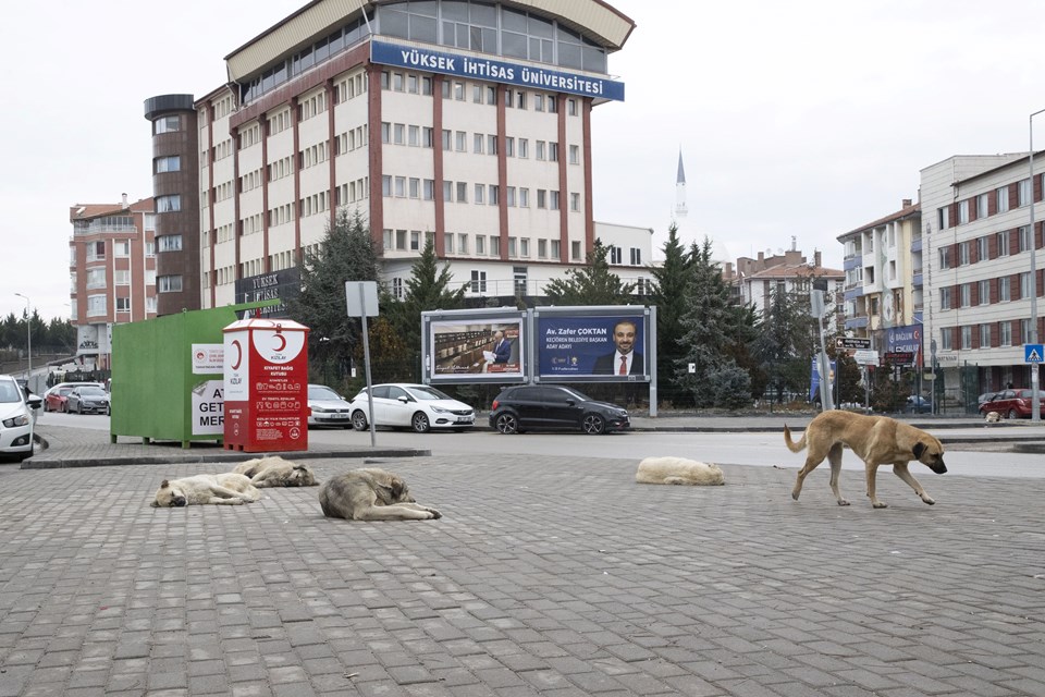 Ankara'da sahipsiz köpekler saldırdı: İlkokul öğrencisi ağır yaralandı - 1