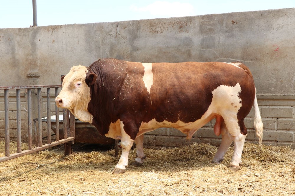 Şampiyon boğa 'Poyraz', 540 bin TL'ye alıcısını buldu: 1,5 ton ağırlığında - 5
