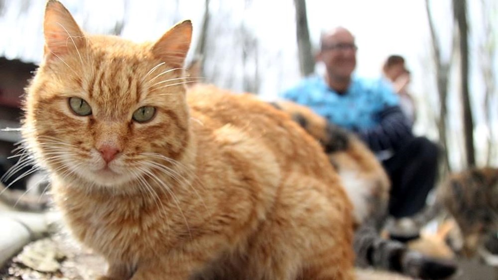 60 yıllık çalışma ortaya çıkardı: Turuncu kedilerin sırrı ne? - 5