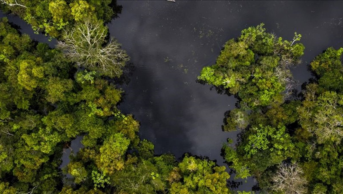 Panama Kanalı'nda 22 milyon yıl önce yok olan orman yeniden keşfedildi