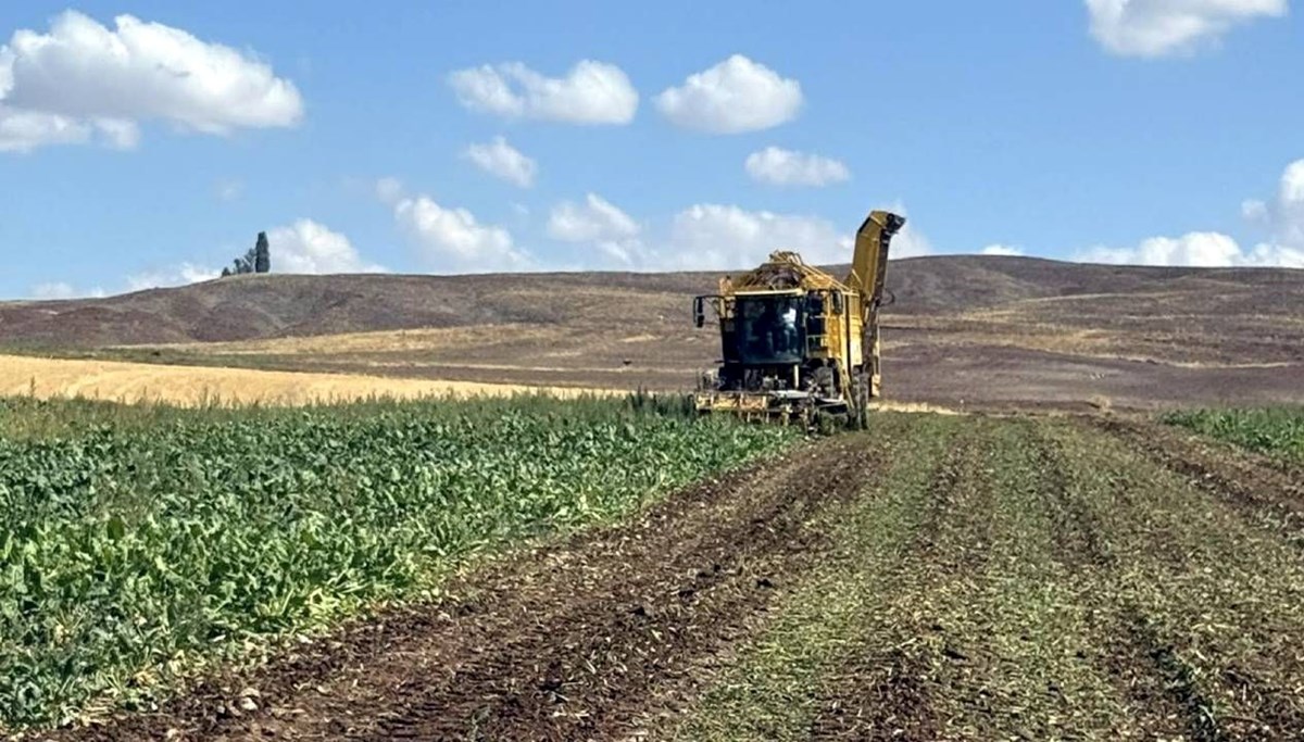 Sivas'ta pancar hasadı başladı