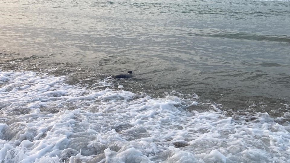 Plajda köpek balığı korkusu: Sahil boşaltıldı; güvenlik güçleri harekete geçti, gerçek başka çıktı - 1