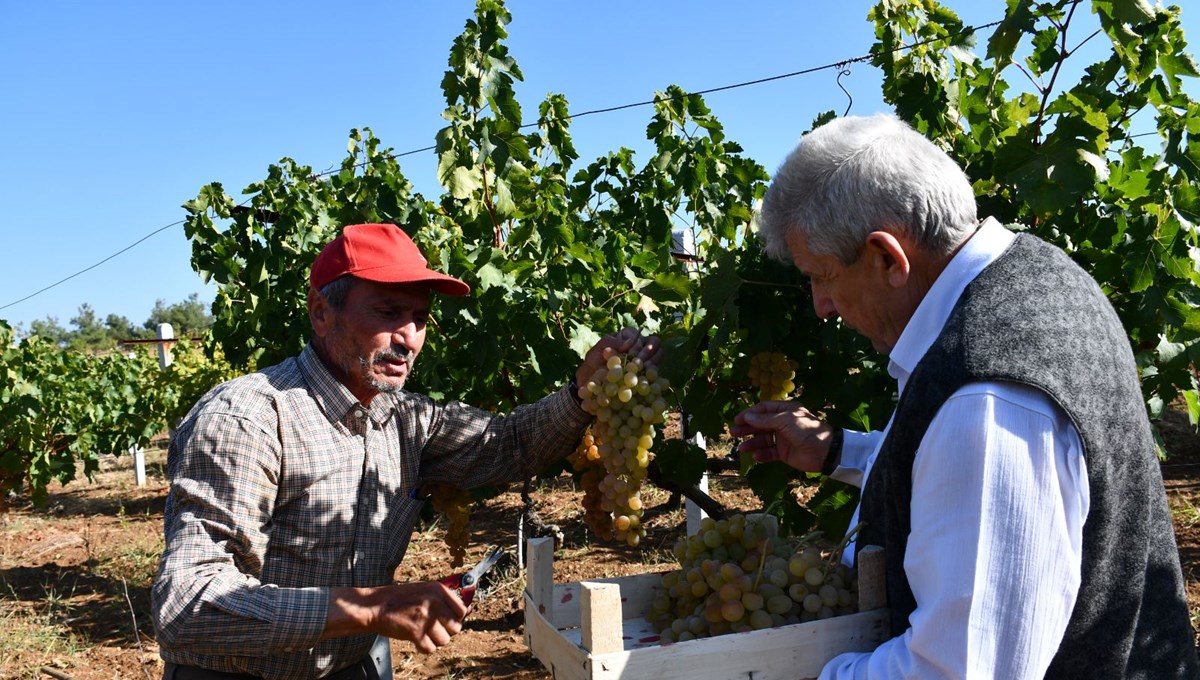 Küre köyünde bağcılık geleneği asırlardır yaşatılıyor Küre köyünde bağcılık geleneği asırlardır yaşatılıyor