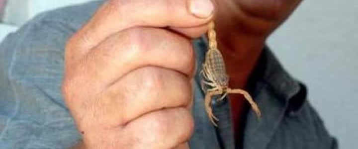 Akrebin soktuğu bebek öldü NTV