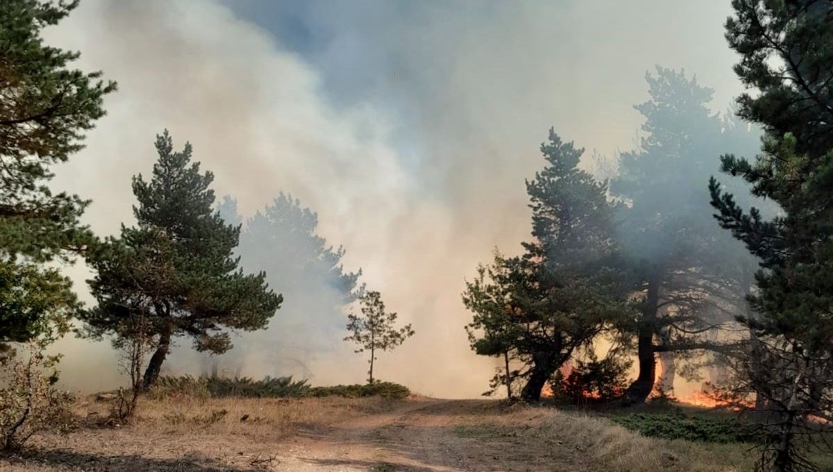 Sivas'ta orman yangını