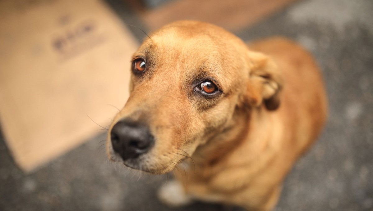 Rüyada köpek görmek ne anlama gelir? Rüyada havlayan köpek görmek ne anlama gelir?