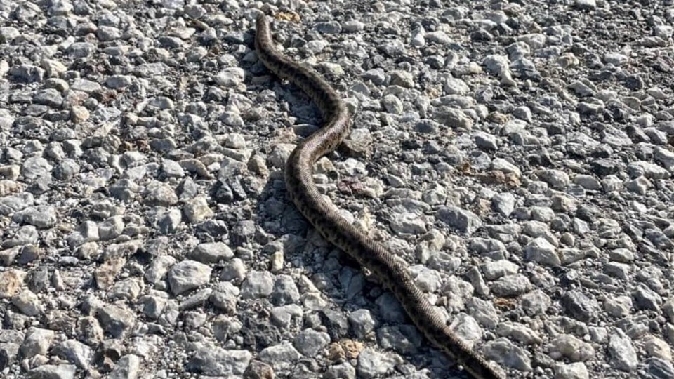 Es tötet seine Beute, indem es sie erwürgt: Es wurde in Erzincan gesehen - 1