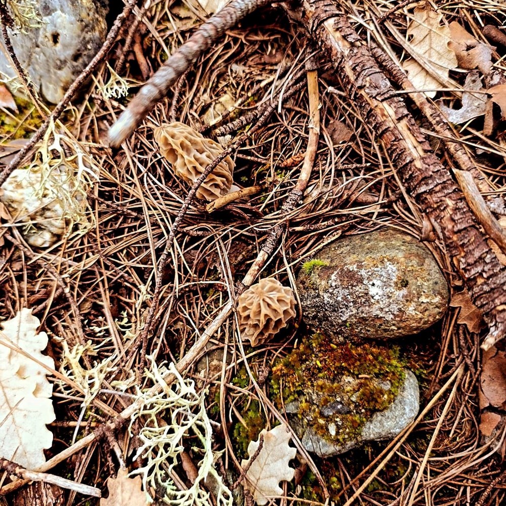 Höbelek: Mide ve Bağırsak Dostu Şifalı Bitki 72 4Kclo8lJ2kyZocWhITplTA