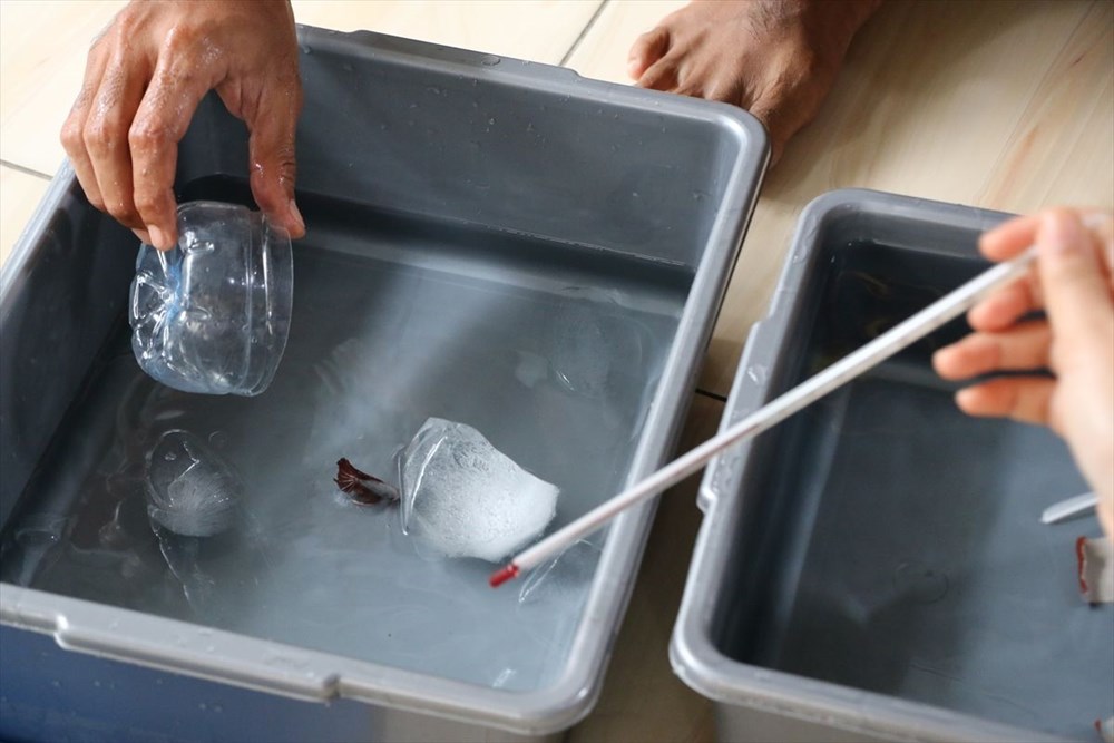 Betta balıkları yarışma için 'kuaförde' güzelleşiyor - 12