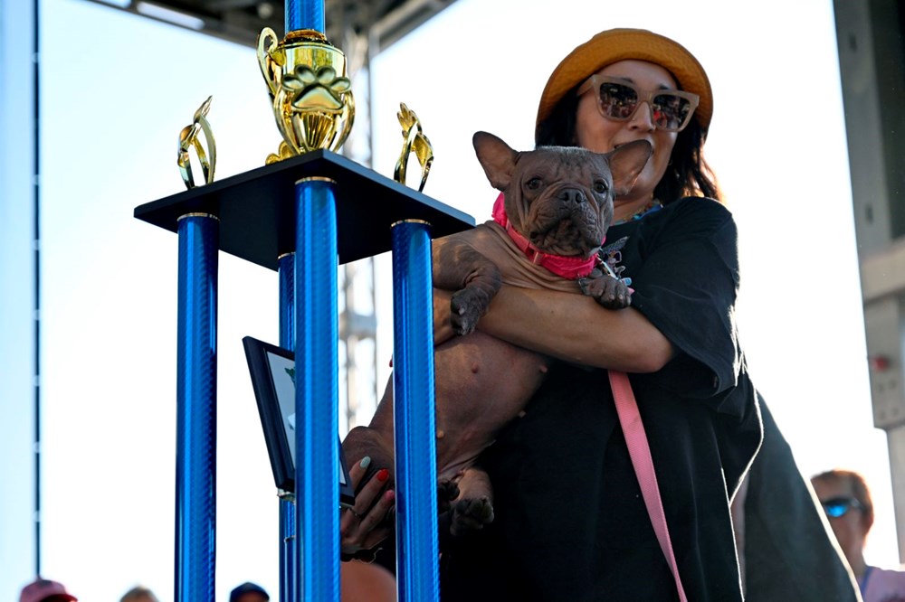 Dünyanın ən çirkin iti sahibinə 5 min dollar qazandırıb.