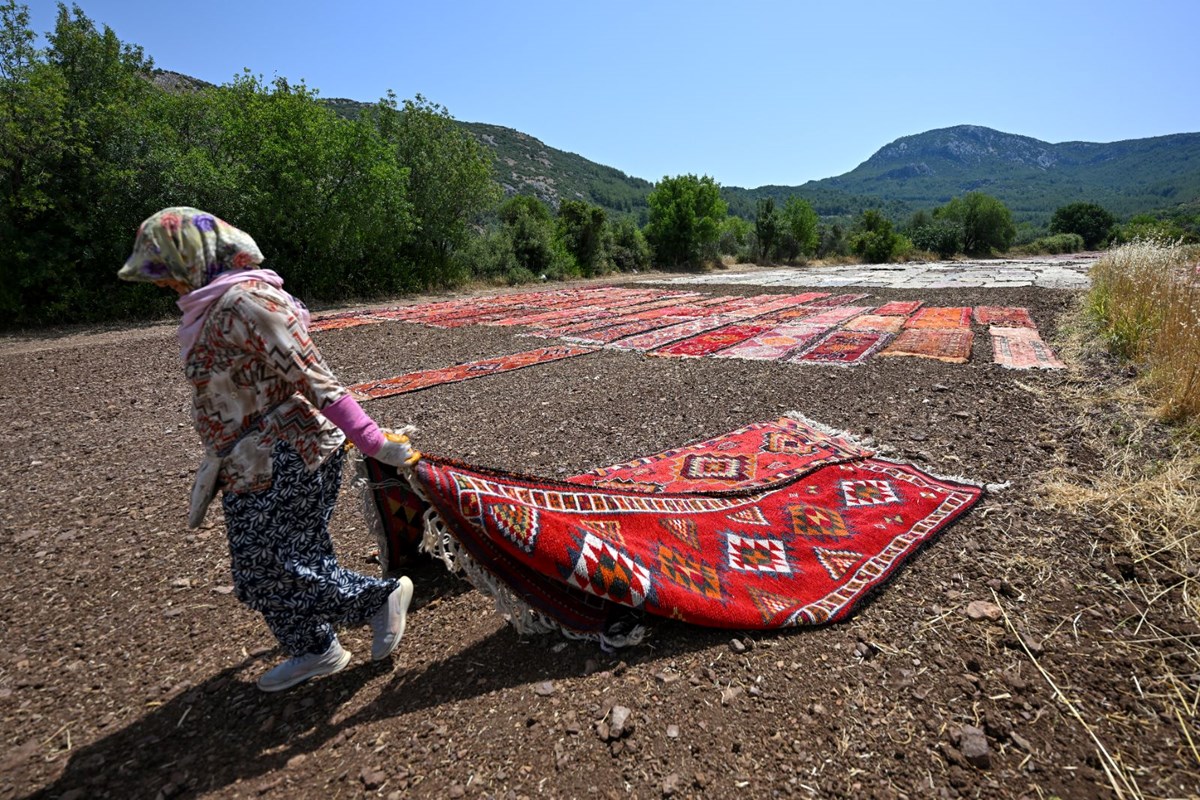 Buğday tarlası halı tarlasına döndü