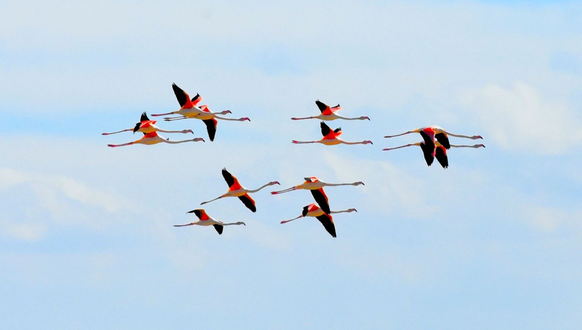 Yazlıkçı flamingolar Tuz Gölü'nde
