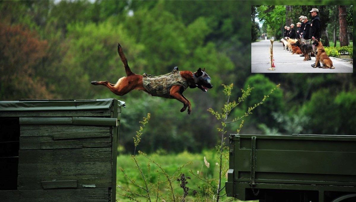 TSK'nın süper köpekleri 2 yılda 8 farklı branşta eğitiliyor