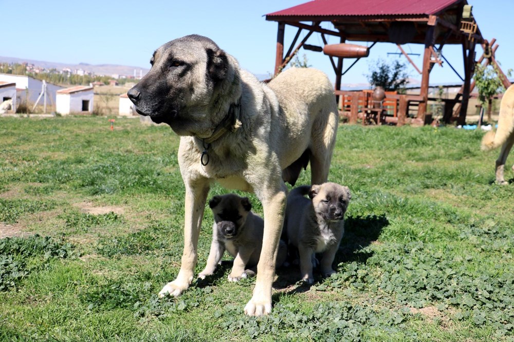 Yurtdışından talep yağıyor, lüks otomobil fiyatına alıcı buluyor - 4