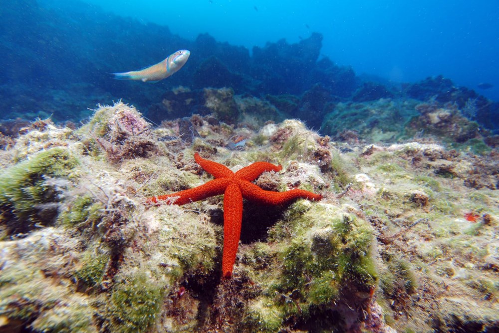 The hidden and colorful world of the Mediterranean - 3
