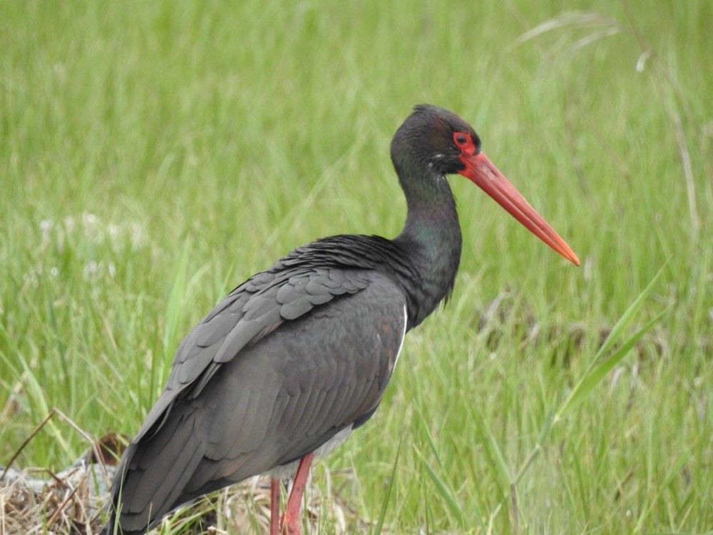 Az tipler ortasında yer alıyor: 10 yıl sonra birinci defa Manisa'da görüldü 72