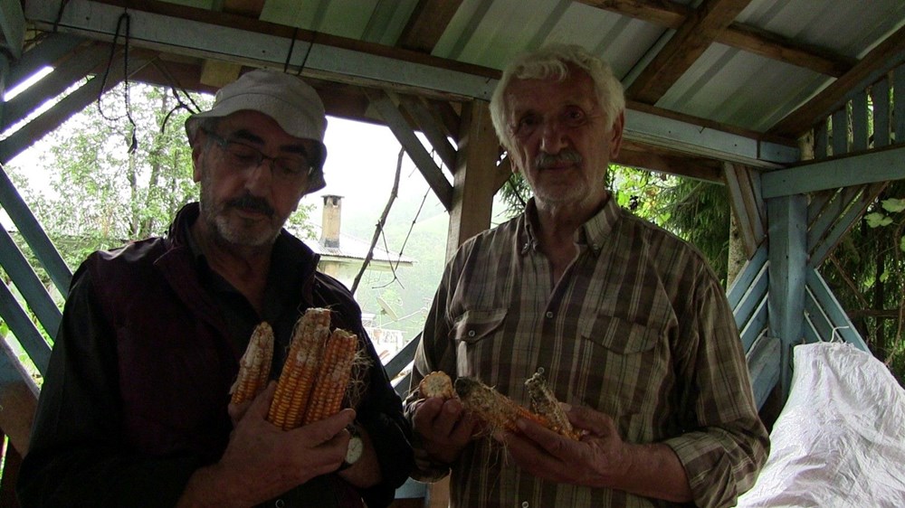 Artvin'de böcek istilası - 5