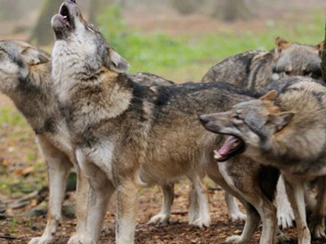 hayvanat bahcesinde kurtlar oldurdu