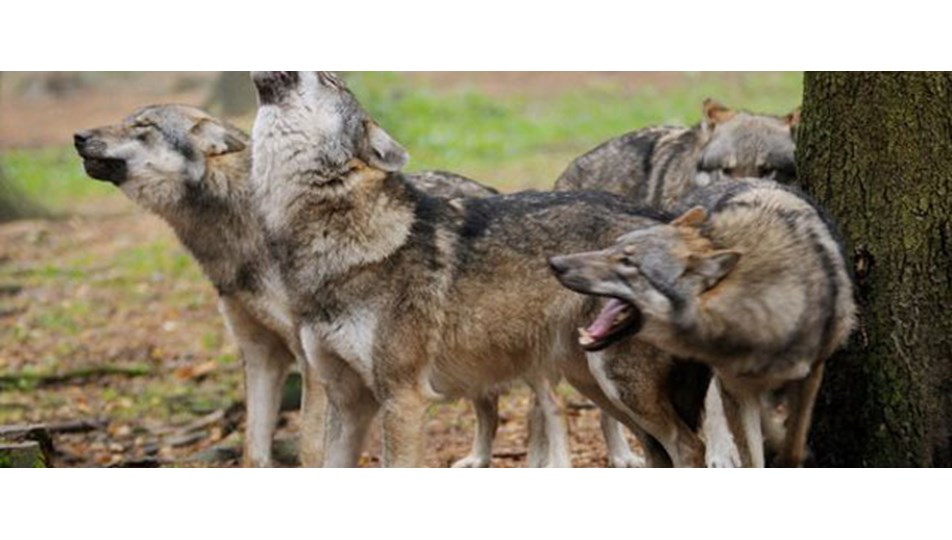 hayvanat bahcesinde kurtlar oldurdu