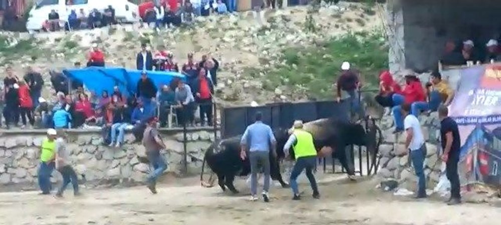 Rize'de boğalar seyircilerin arasına daldı - 5