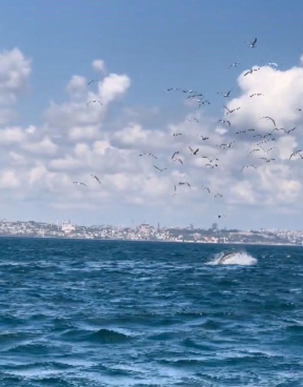 İstanbul açıklarında
nadir görülen olay: Vura vura öldürdü, bilimsel dergiye konu oldu - 4