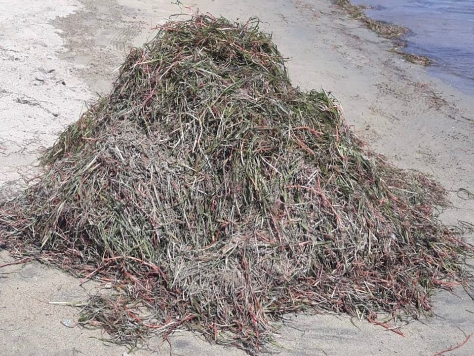 Plajları temizlerken koruma altındaki deniz çayırlarını da kestiler - 1