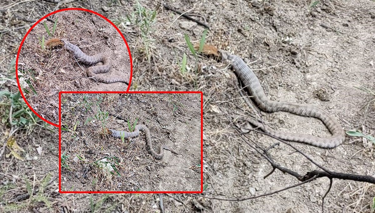 Koca engerek, sincabı yuttu