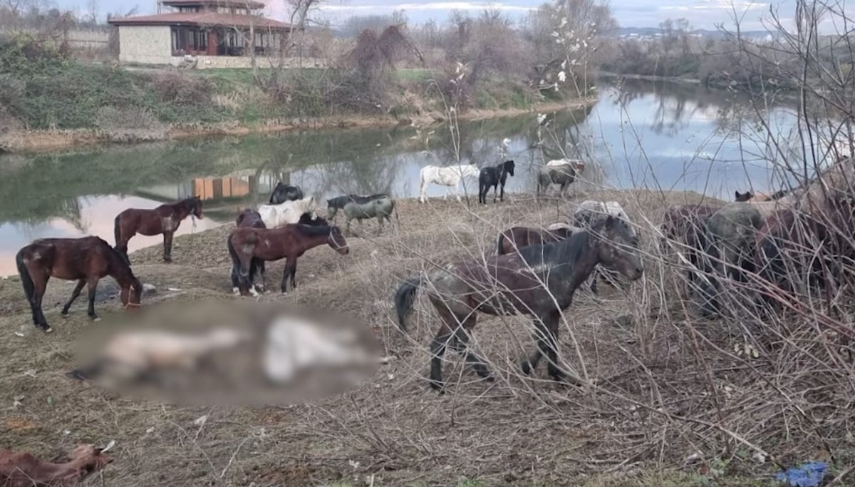 Atları nehir kıyısında keseceklerdi