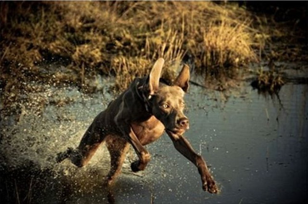 в тихом омуте черти топятся. в тихом омуте черти водятся. черт в омуте. черт в омуте. в моем омуте черти.