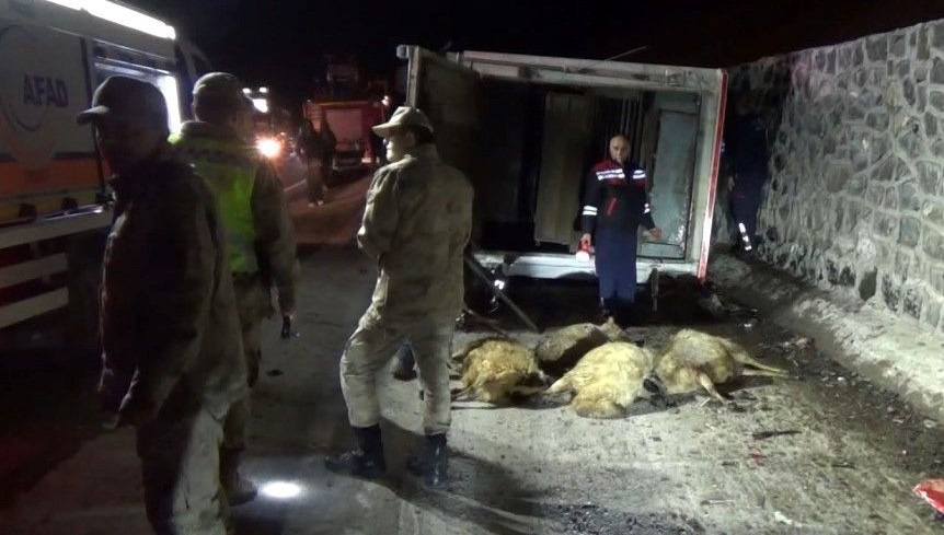 Tunceli'de canlı hayvan aracı devrildi: Sürücü yaralandı, çok sayıda hayvan telef oldu