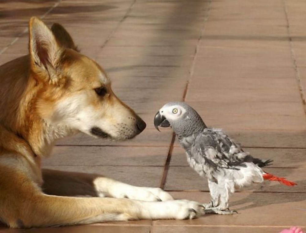 Общение в мире животных. Собака птица. Дружба животных. Птица и щенок. Собака и попугай.